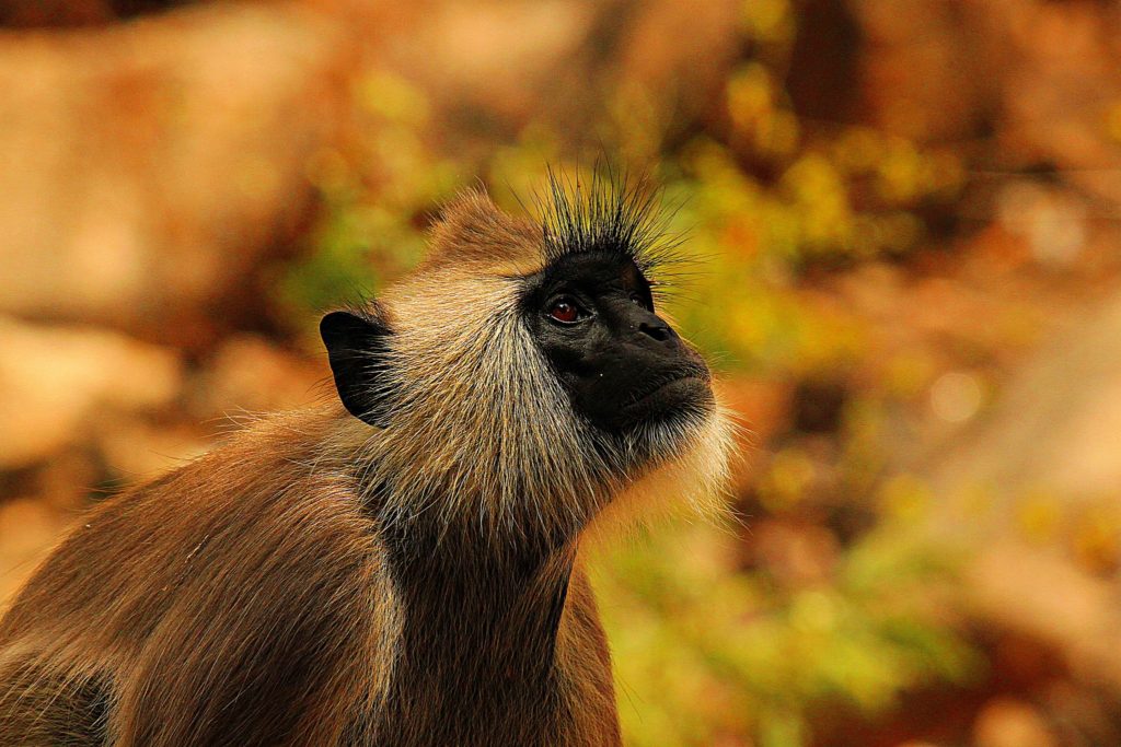 కొండముచ్చులు - vervet monkey, ruskin bond